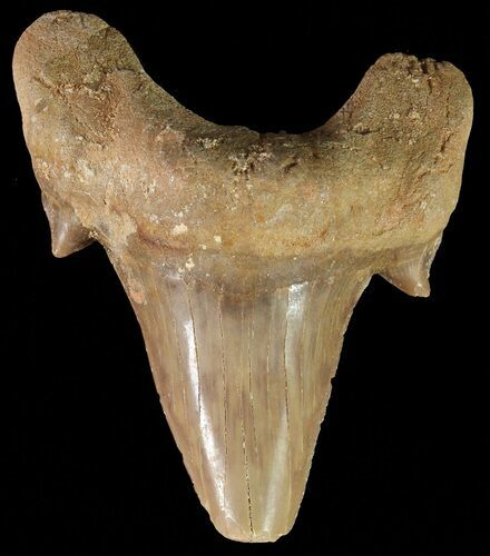 Otodus Shark Tooth Fossil - Eocene #67238